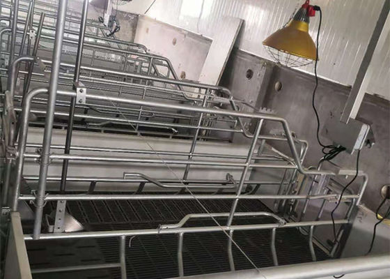Prefabrik Çelik Portal Çerçeve Yapısı İnşaat Rüzgar Geçirmez Domuz Evi