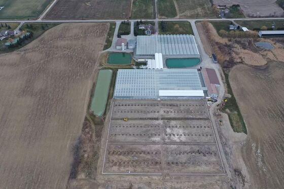 Wenluo Sightseeing Glass Greenhouse - Büyük ölçekli sebze yetiştirme sera