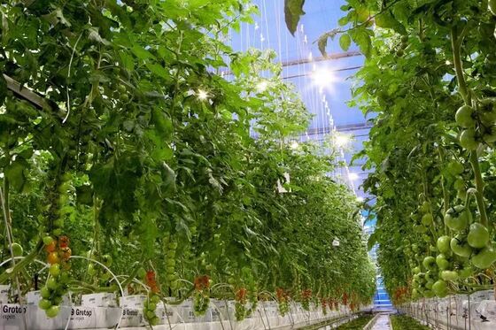 Wenluo Sightseeing Glass Greenhouse - Büyük ölçekli sebze yetiştirme sera