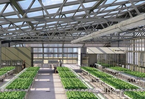 Yüksek kaliteli çiçek yetiştirmek için sürekli yayılmış polietilen filmli bir sera