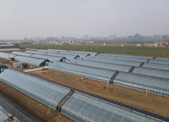 Yüksek kaliteli çiçek yetiştirmek için sürekli yayılmış polietilen filmli bir sera