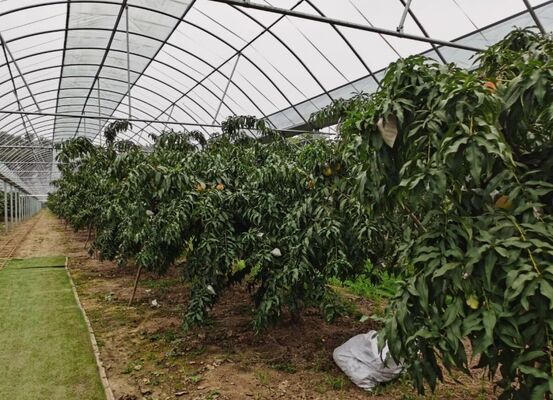 Wenlu Turist Cam Sera - Büyük Ölçekli Meyve Bitkileri Sera