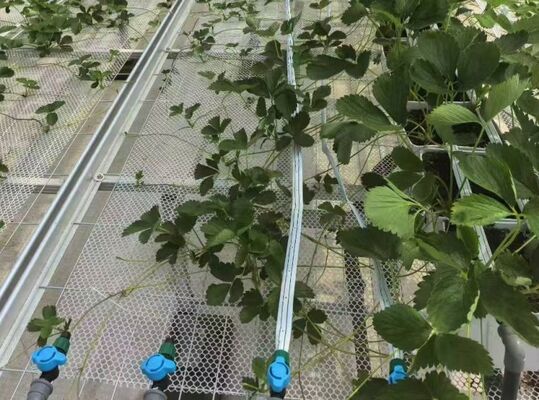 Meyve yetiştirme sera, büyük Woonloos gezi cam sera